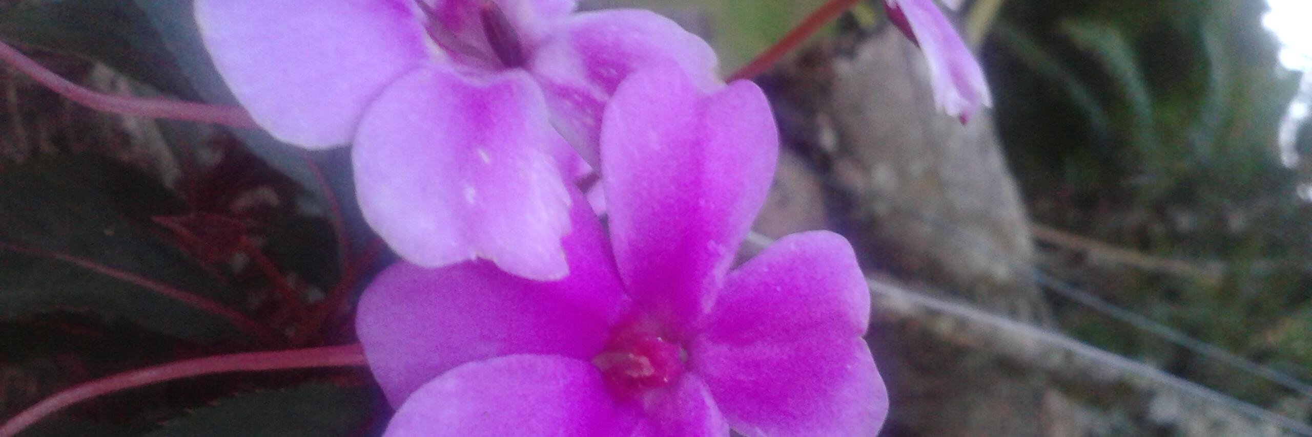 dianaluciot's profile banner image