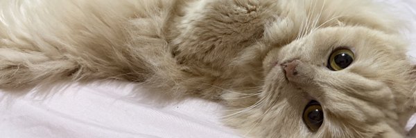 19968911 Profile Banner