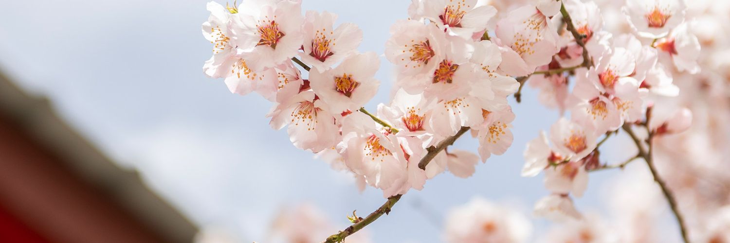amer2b2's profile banner image