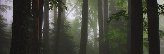 C E D Я I C B L N G Я banner