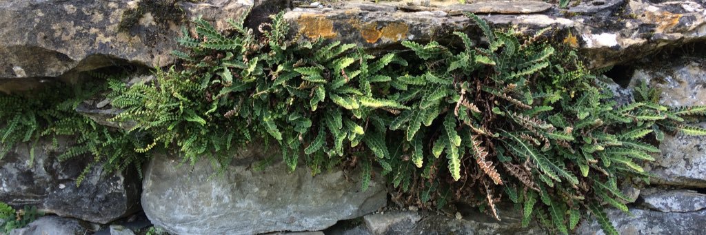 ferngeek's profile banner image