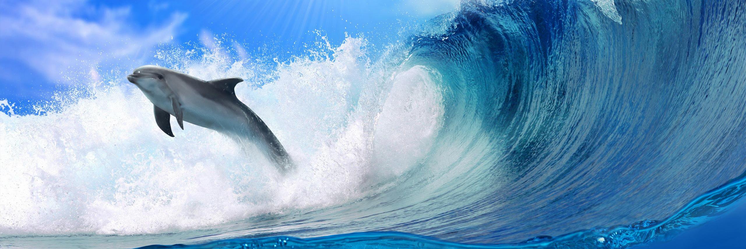 Shetwitabib's profile banner image
