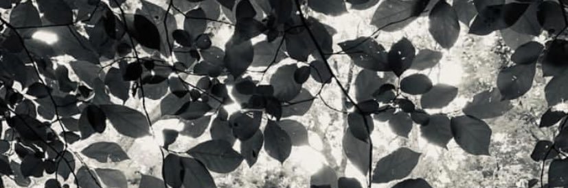 April Thompson banner