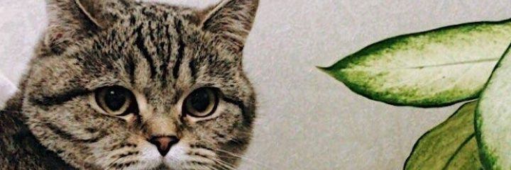 aysumurali's profile banner image