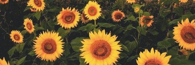 JuliGieco's profile banner image