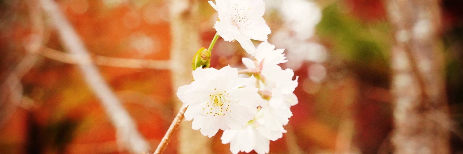 shoma0705's profile banner image