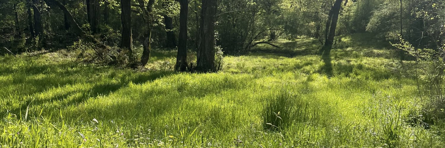 CamCalisch's profile banner image