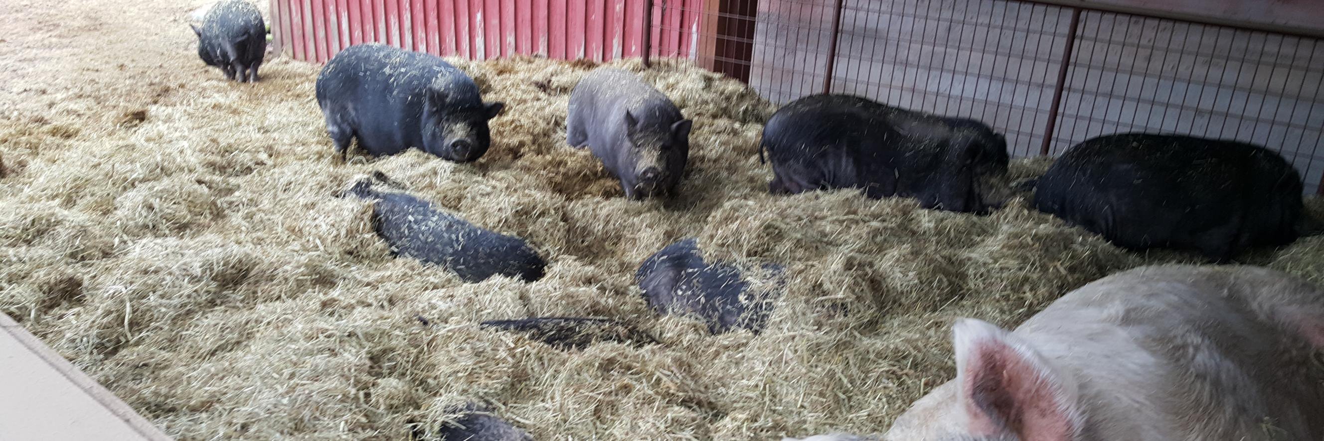 Pigs Peace Sanctuary banner