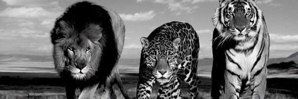 MagnusSkarp's profile banner image