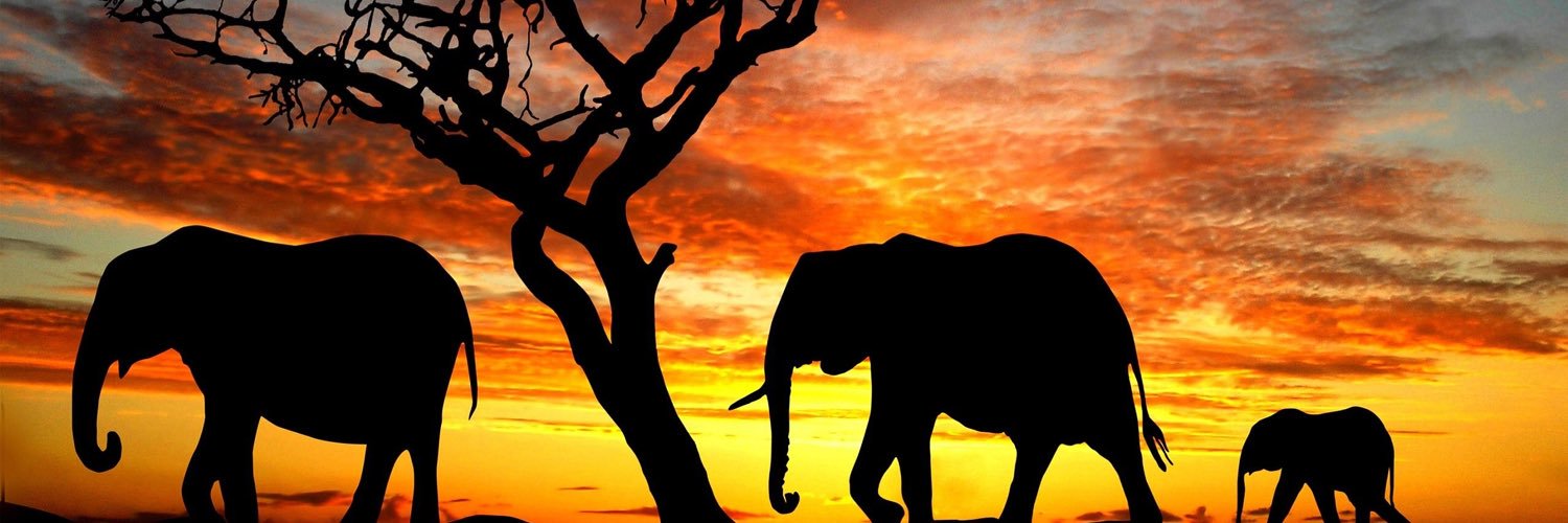 Lindoodoo's profile banner image
