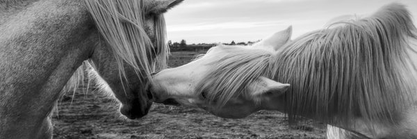 WPAdventure Profile Banner