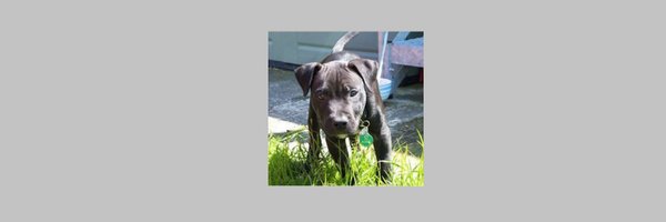 PeterSelie2 Profile Banner