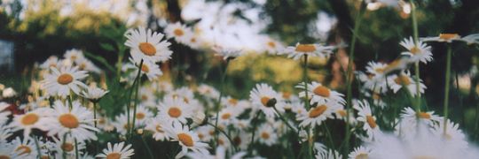 allison_reborn's profile banner image