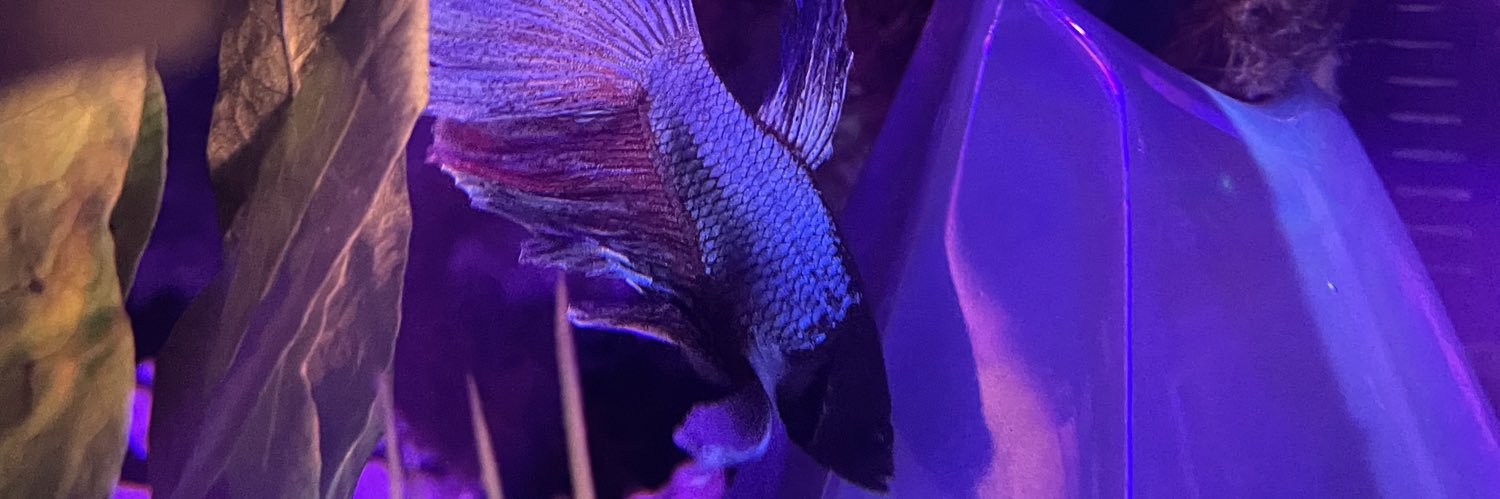 allibeevee's profile banner image