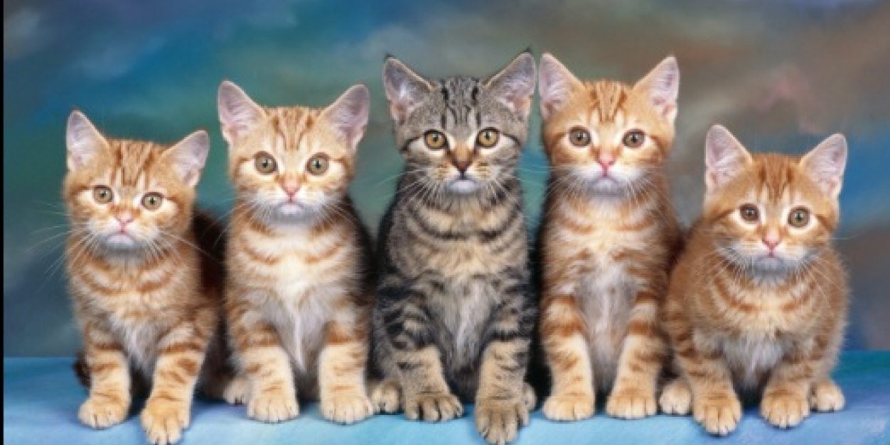 Helenameow's profile banner image