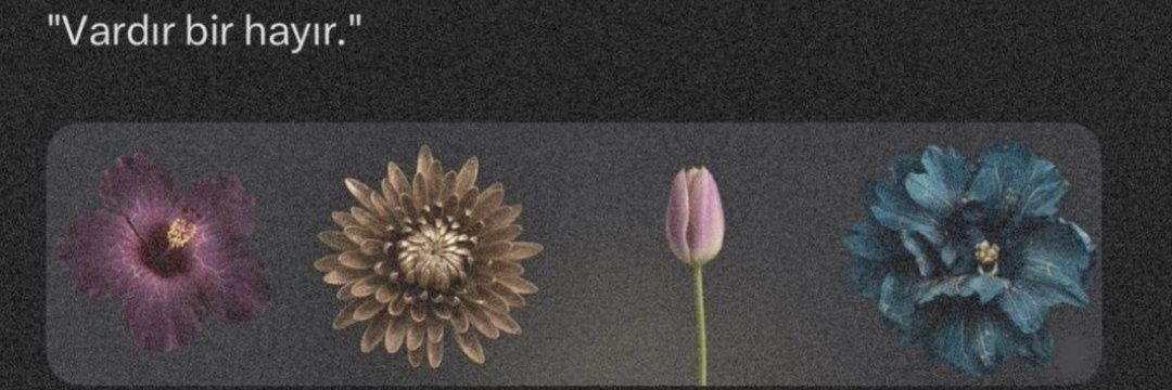 hazelaydinn's profile banner image
