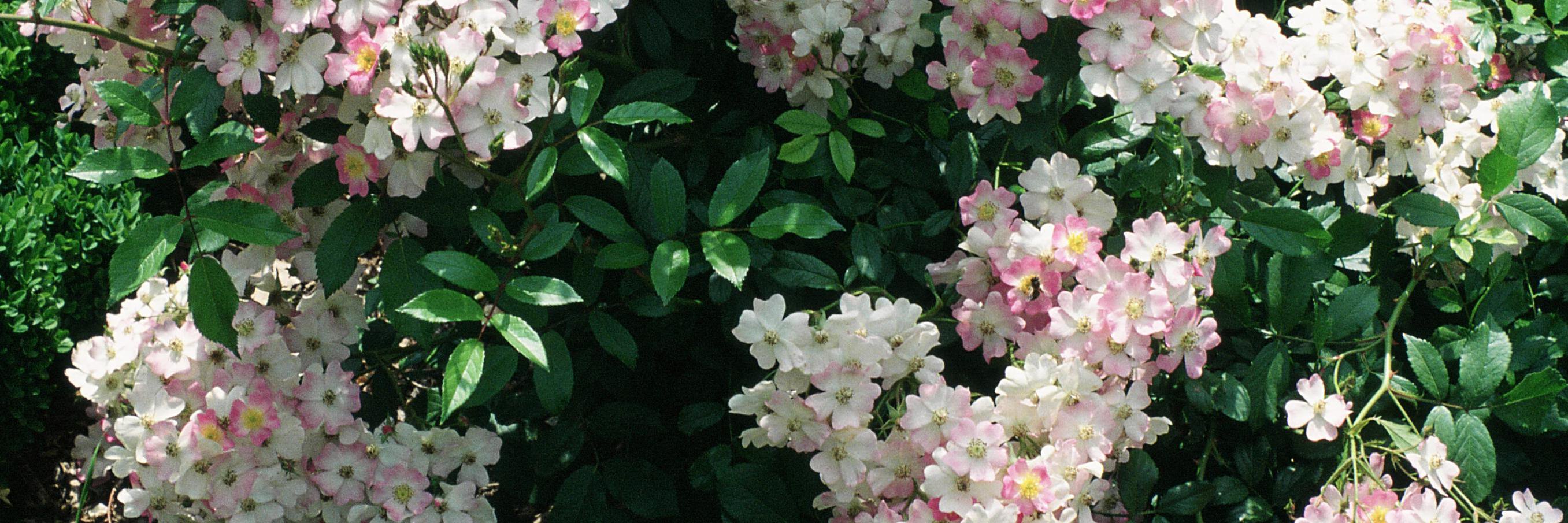 MKLandscapeServ's profile banner image
