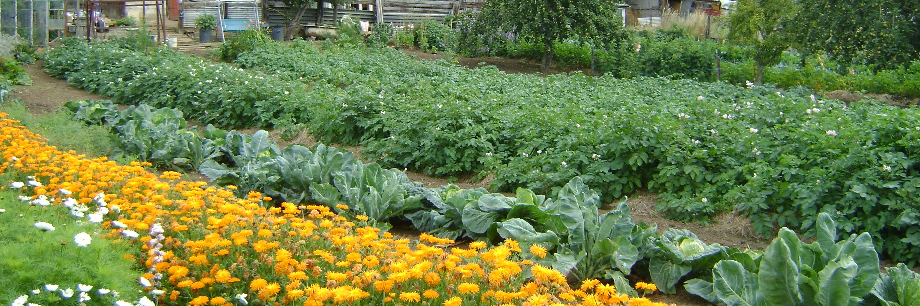 Community Allotments banner