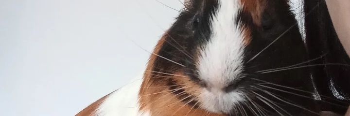 bissovf's profile banner image