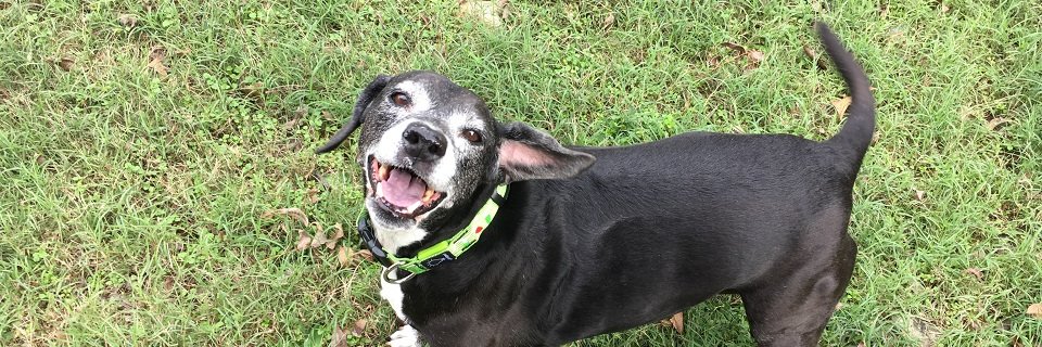 BlueDogRescue's profile banner image