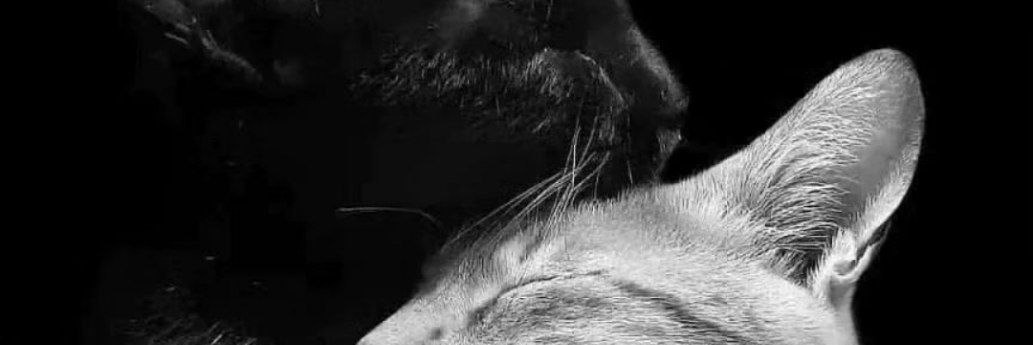 adward6's profile banner image