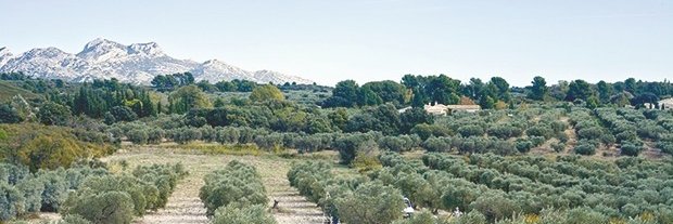 FelinaeNsa's profile banner image