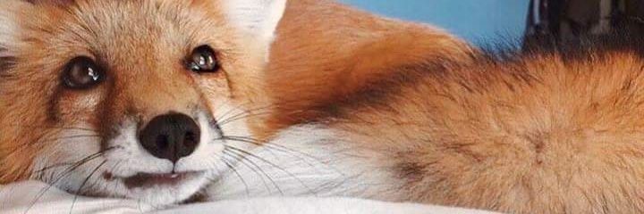 kitsune_happy's profile banner image