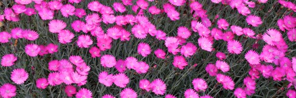 rwcshowcasehome Profile Banner