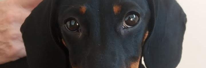 hbenevente's profile banner image