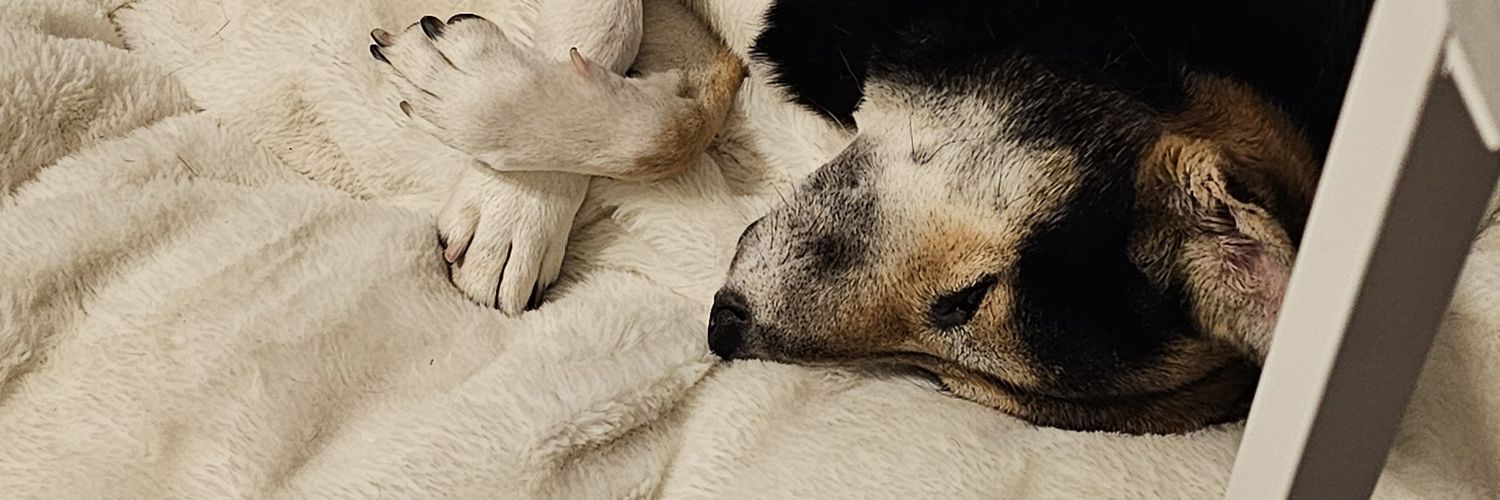 💜VaneRuby🧡 banner