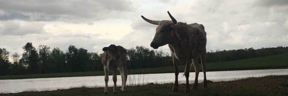 JordynHess's profile banner image