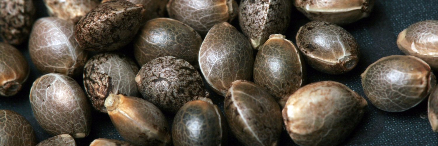 T.H.Seeds® Amsterdam banner