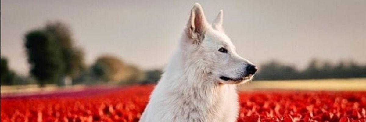 kventhur's profile banner image