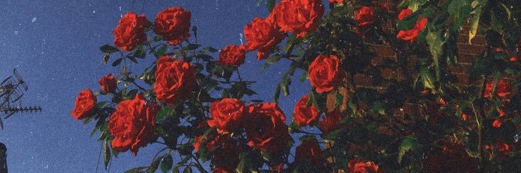 _amyli's profile banner image