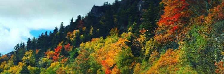 abbiecaroline's profile banner image