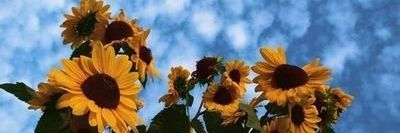 aambaaarr's profile banner image