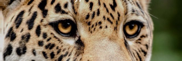asustori's profile banner image