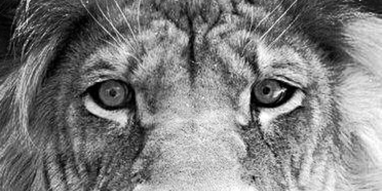 TLeo25's profile banner image