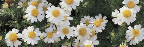 c🌸 banner