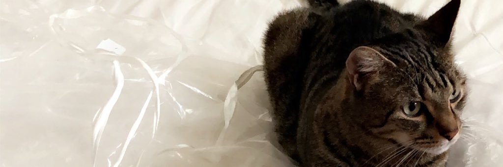 kittymorgan_'s profile banner image