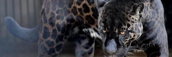ItsJustRashad's profile banner image