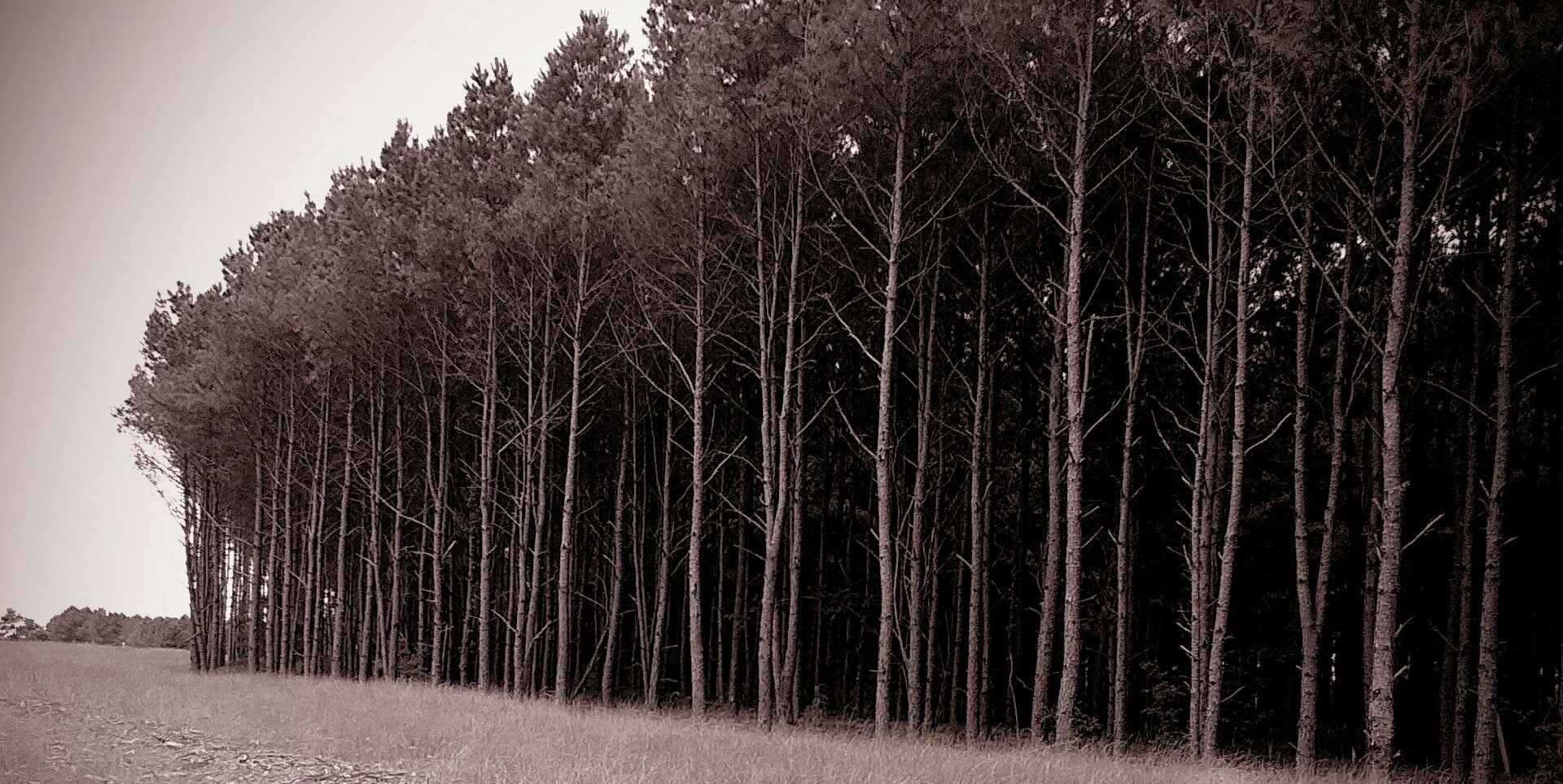 ECav37's profile banner image