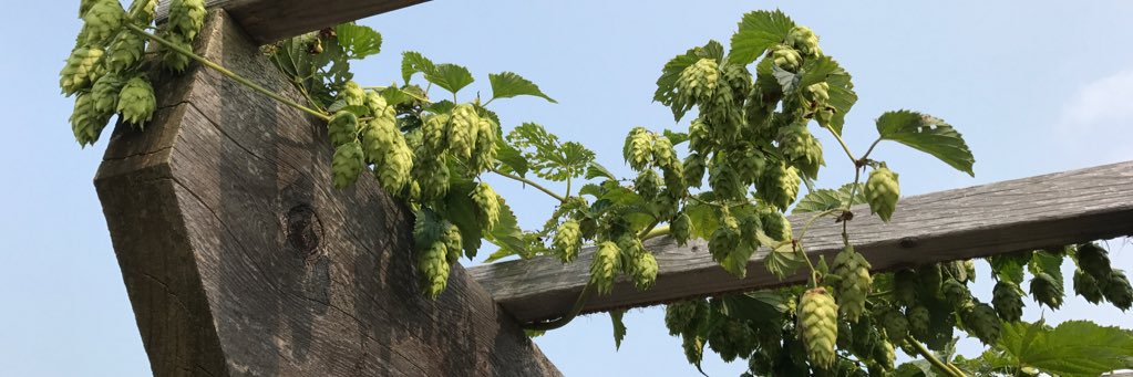 CraftBrewReport banner