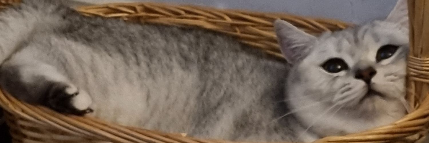 microsophie's profile banner image