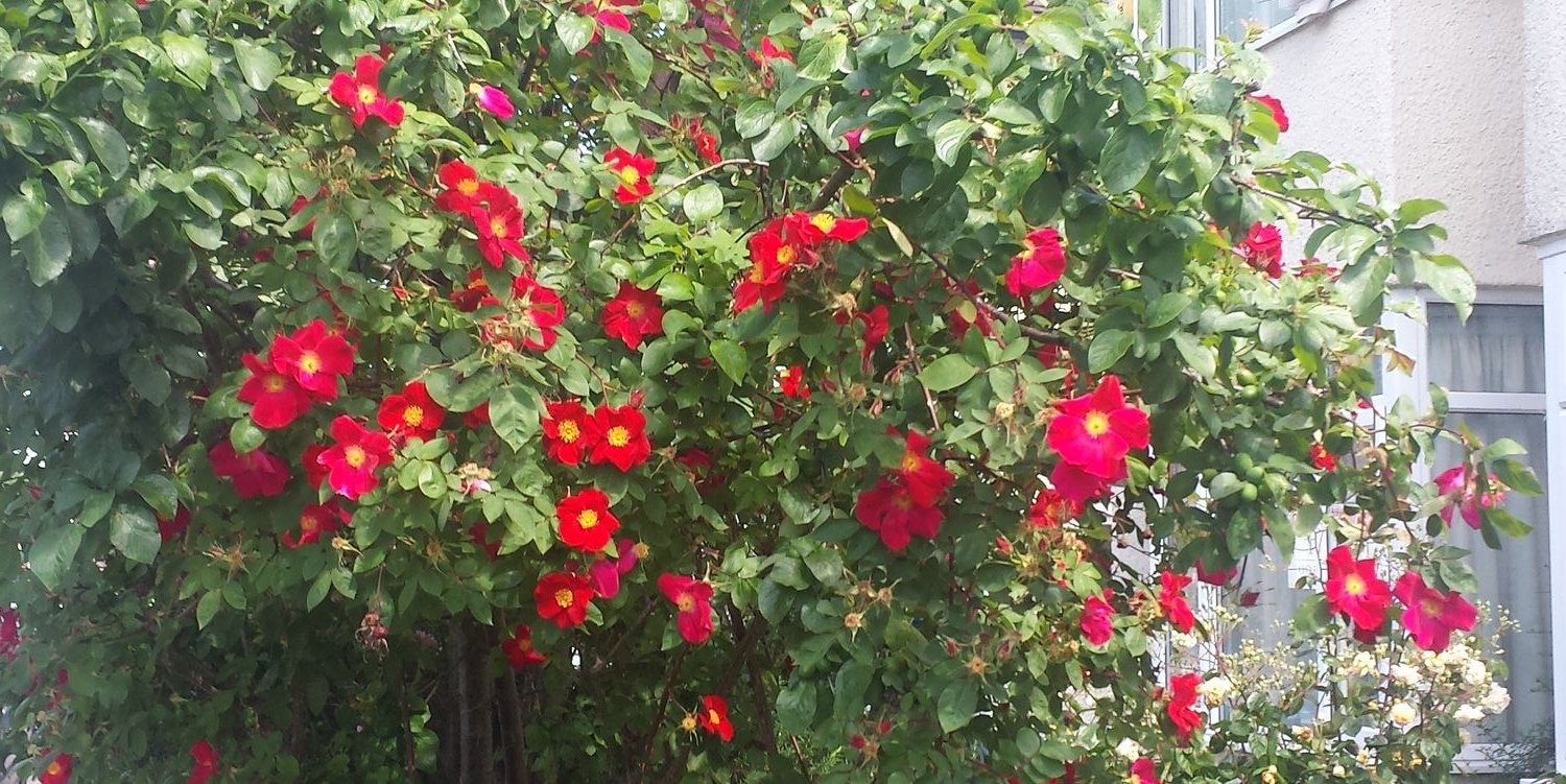 Rick Tanner #FBPE 🔸️ banner