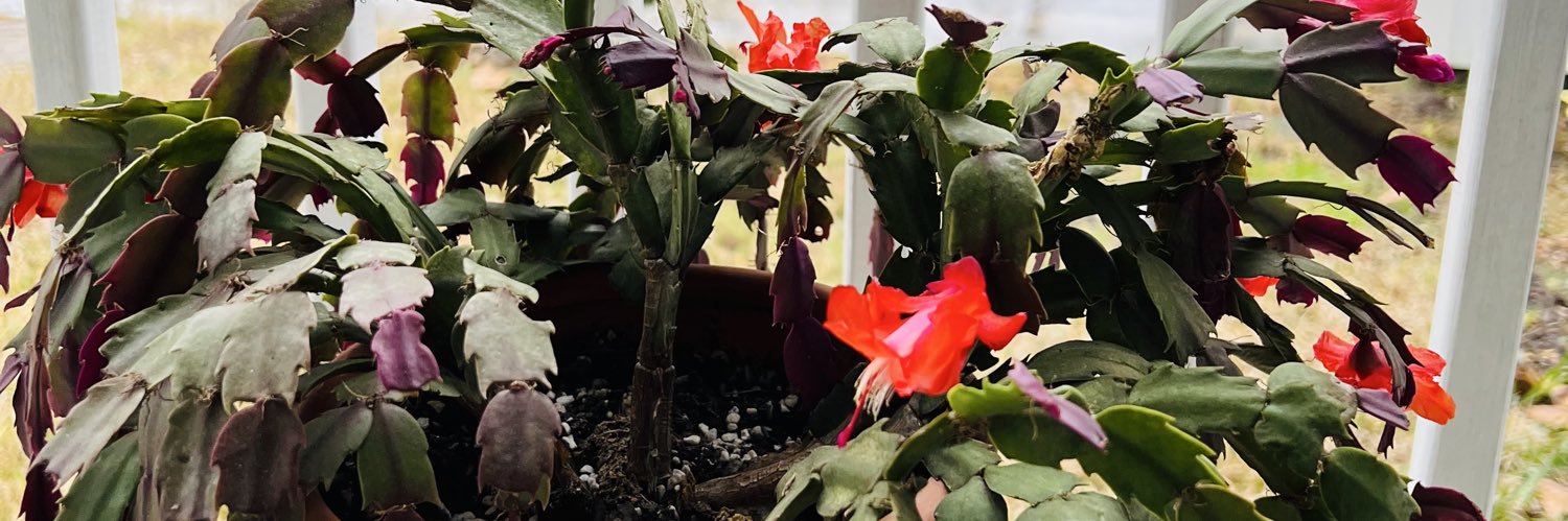 Sunny-In-Florida #ISTANDWITHTRUMP banner