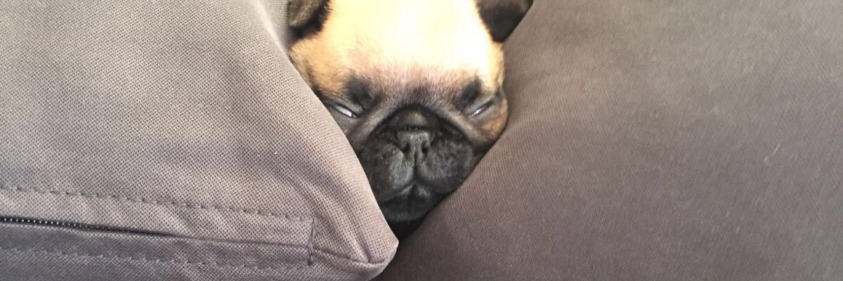 msfreudd's profile banner image