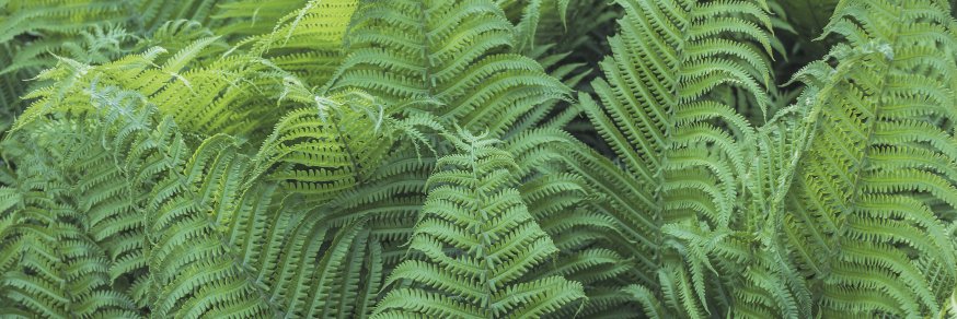 Soundlessfern's profile banner image