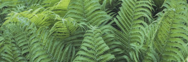 Soundlessfern Profile Banner