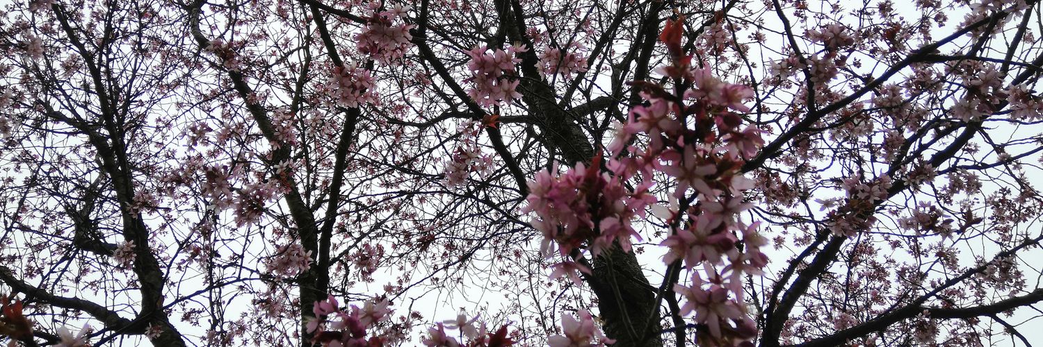 Vesa Lipponen banner